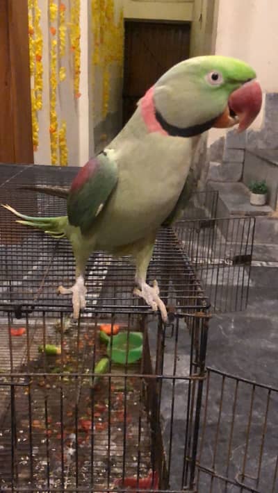 Hand tame male 3225844099