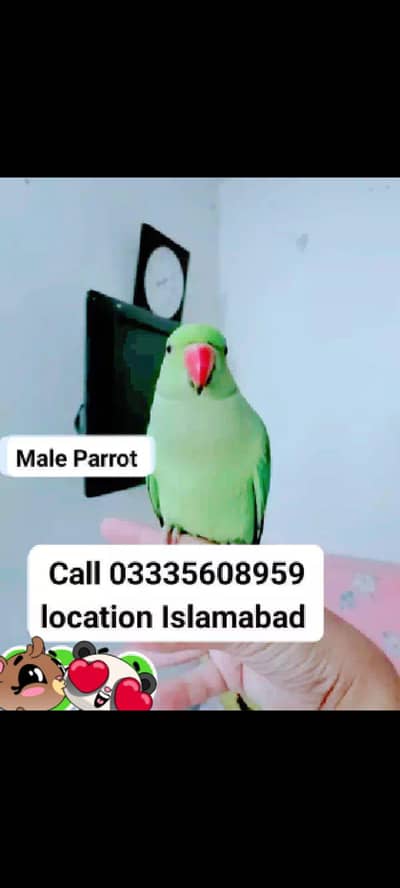 Hand Tamed Full Friendly Ring Neck Male Parrot Jumbo Size