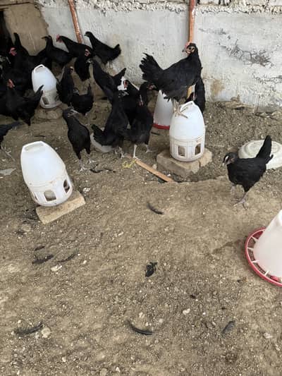 A Quality Breed vaccinated