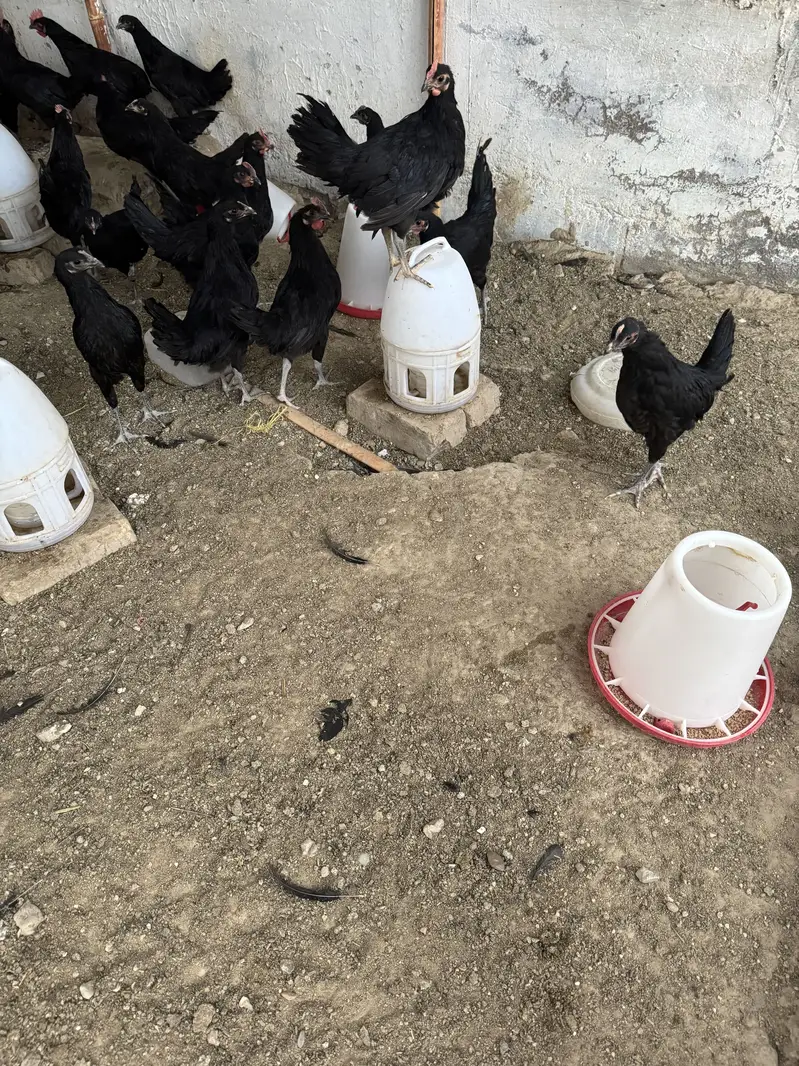 A Quality Breed vaccinated — photo 2
