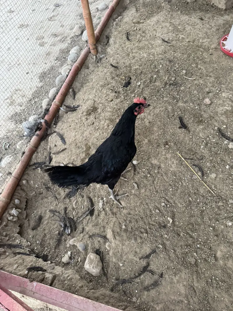 A Quality Breed vaccinated — photo 3