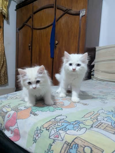Adorable Persian Kittens! Double Coated And Blue Eyes