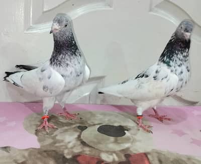 pigeon