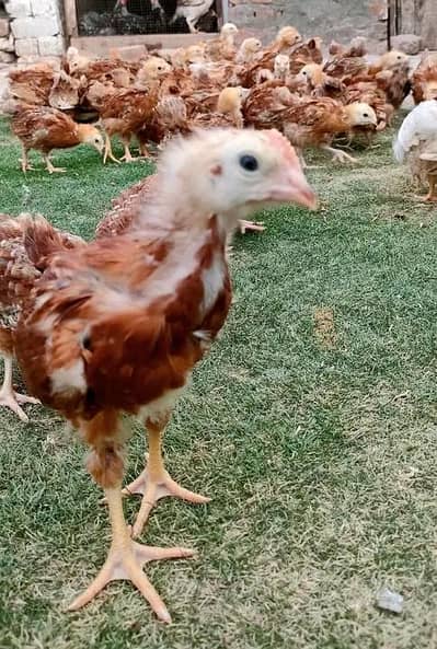 rir and Australorp
