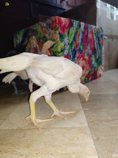 shamo dragon and Heera chick