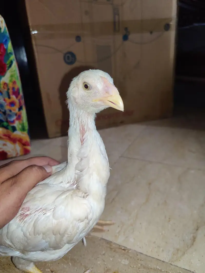 shamo dragon and Heera chick — photo 2
