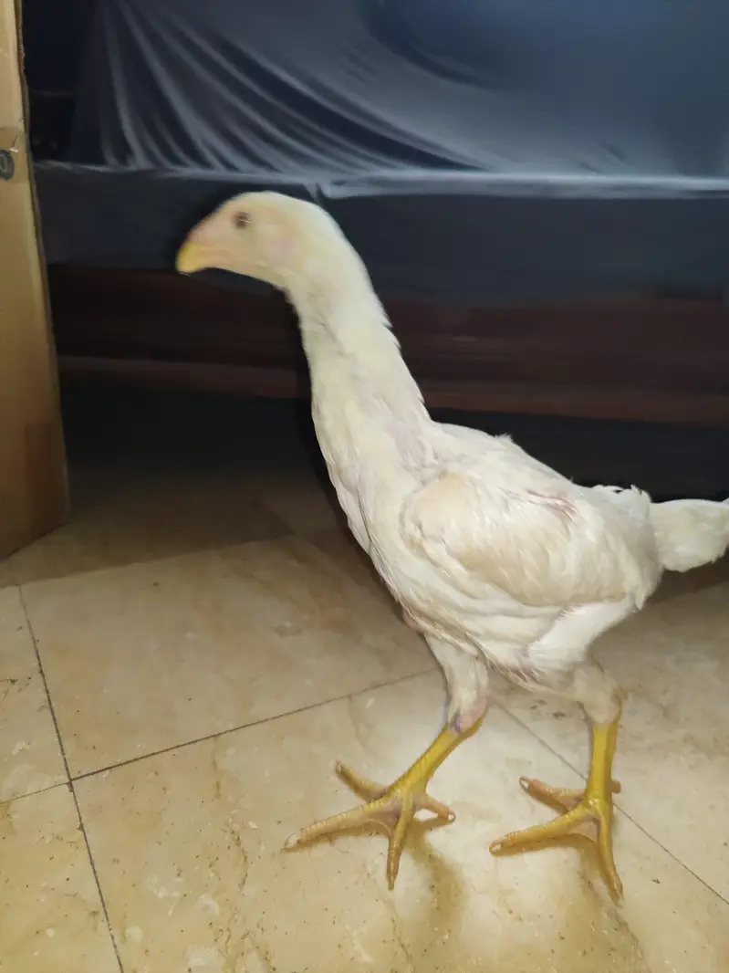 shamo dragon and Heera chick — photo 4