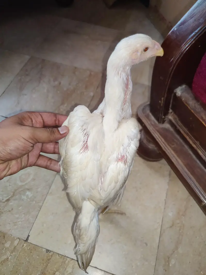 shamo dragon and Heera chick — photo 5