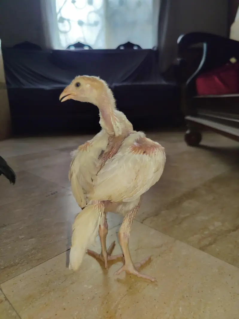 shamo dragon and Heera chick — photo 6