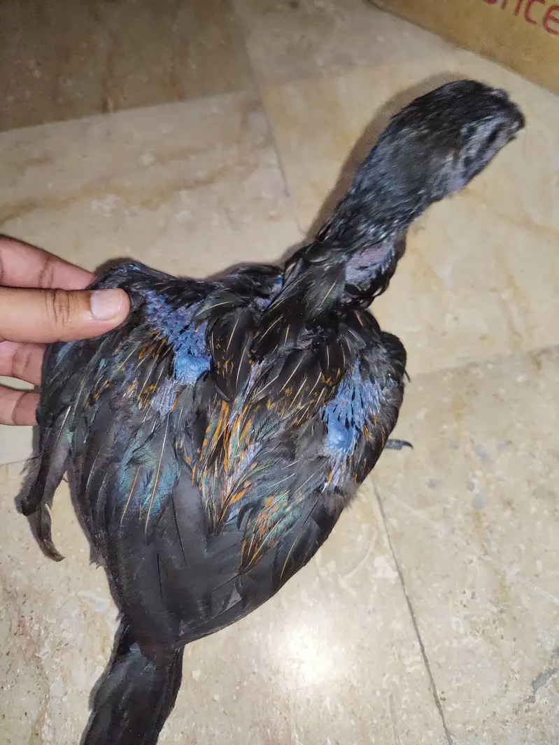 shamo dragon and Heera chick — photo 8