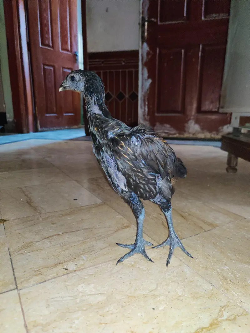 shamo dragon and Heera chick — photo 9