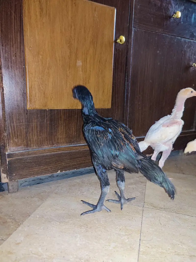 shamo dragon and Heera chick — photo 10