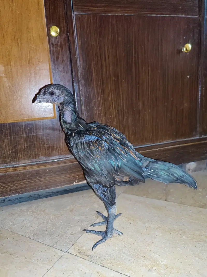 shamo dragon and Heera chick — photo 11