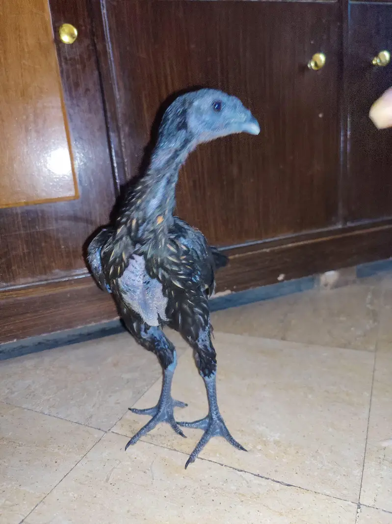 shamo dragon and Heera chick — photo 12