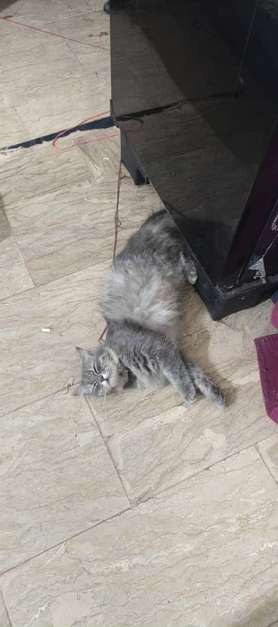cat and kitten for sell