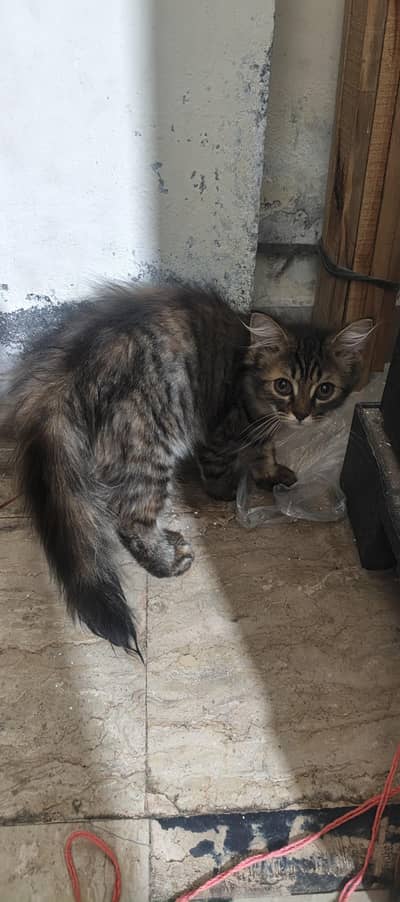 cat and kitten for sell