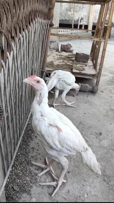 Heera Aseel Chicks with white Nok Nali