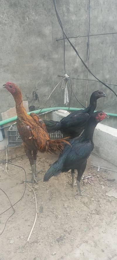 Dragon Aseel Patha trio set