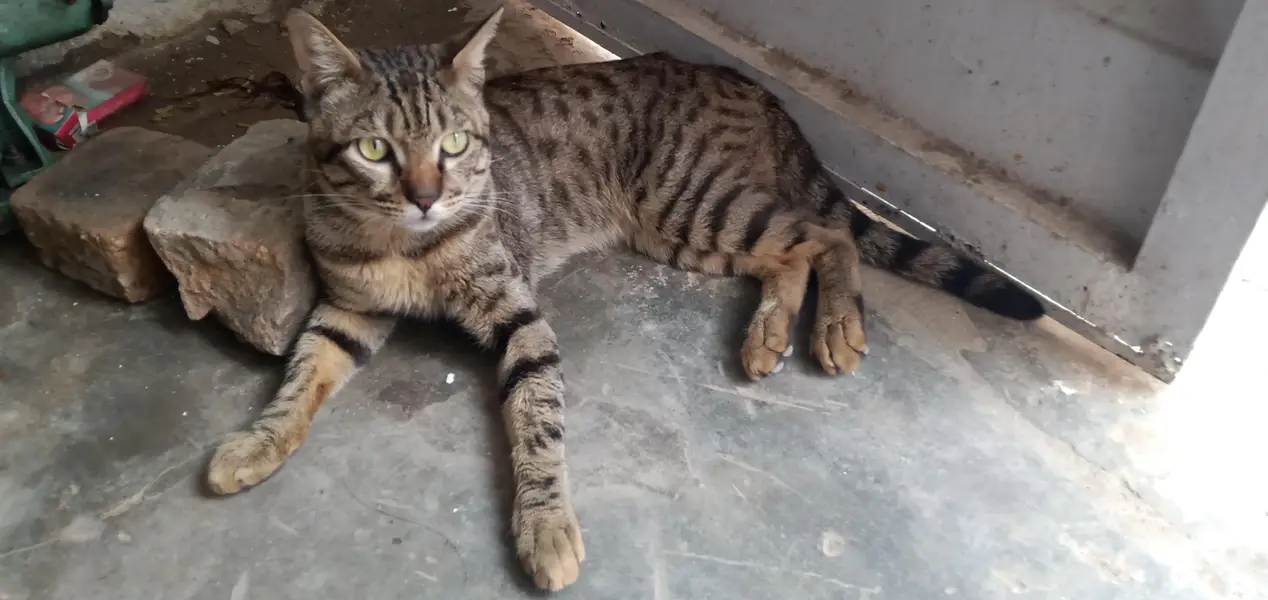 Cat for Sale