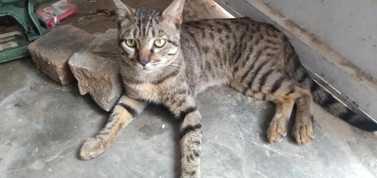 Cat for Sale — photo 2