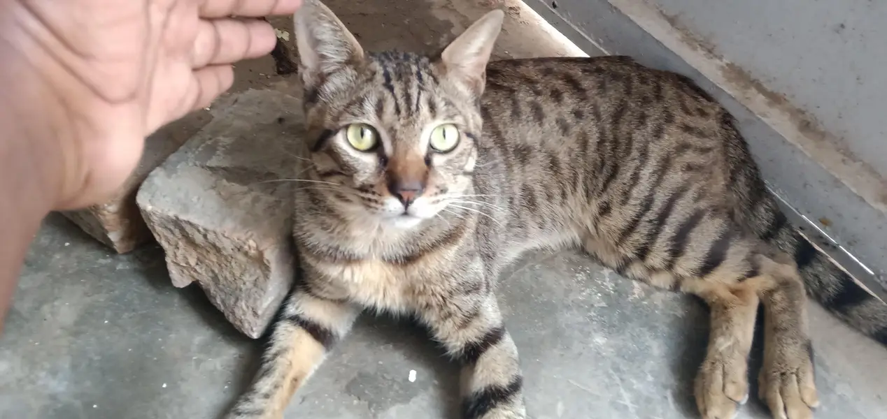 Cat for Sale — photo 3