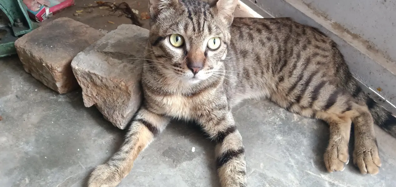 Cat for Sale — photo 4