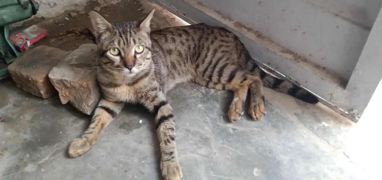 Cat for Sale — photo 5