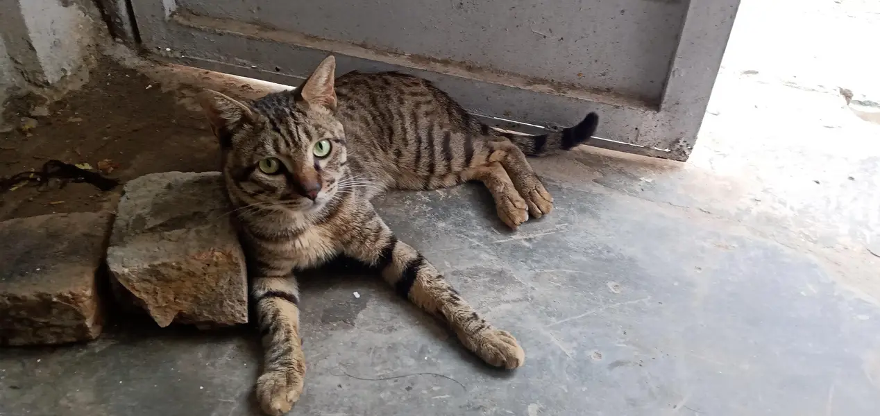 Cat for Sale — photo 6