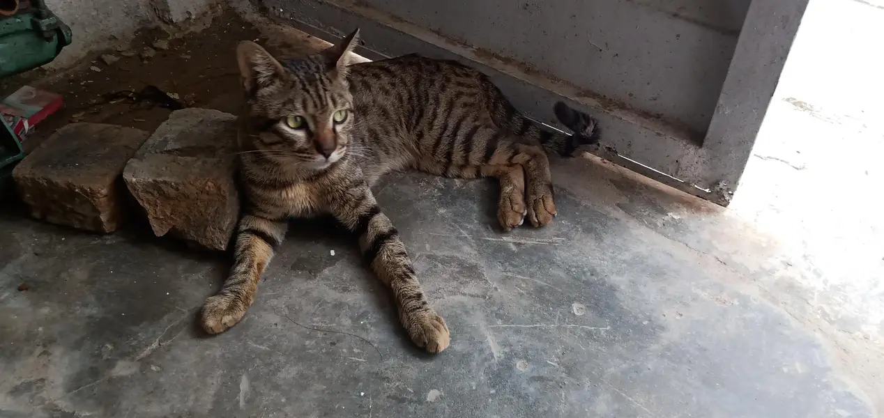 Cat for Sale — photo 8
