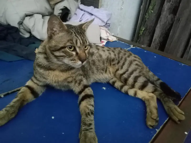Cat for Sale — photo 9