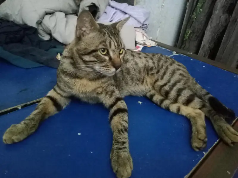 Cat for Sale — photo 10