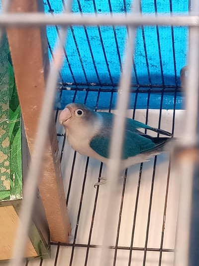 lovebirds parrot cage
