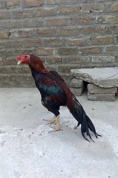 lakha aseel