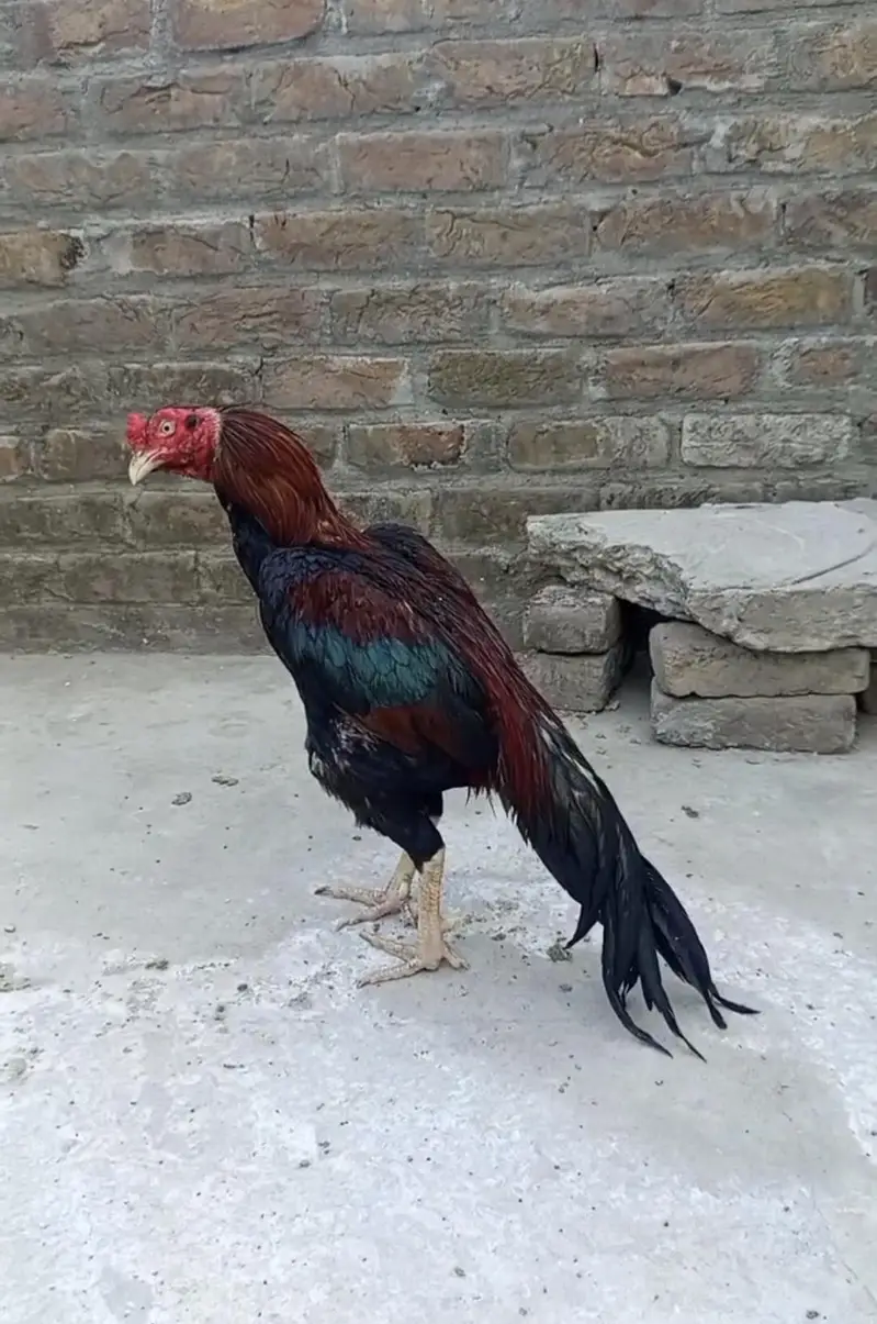 lakha aseel