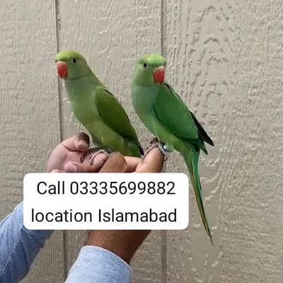 Single 6000 Hand Tamed Friendly Green Ring Neck Male/Female Parrots