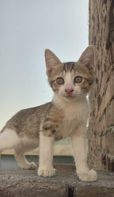 kitten cat