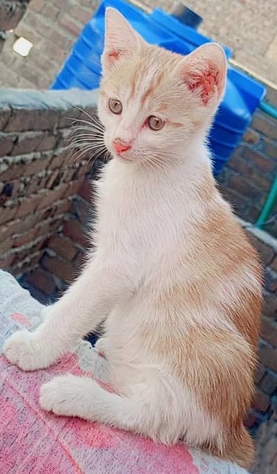 kitten cat