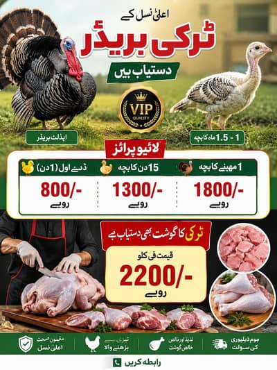AU TURKEY FARAM