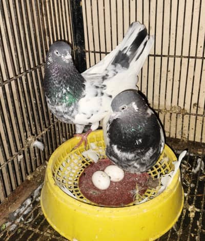 pigeon