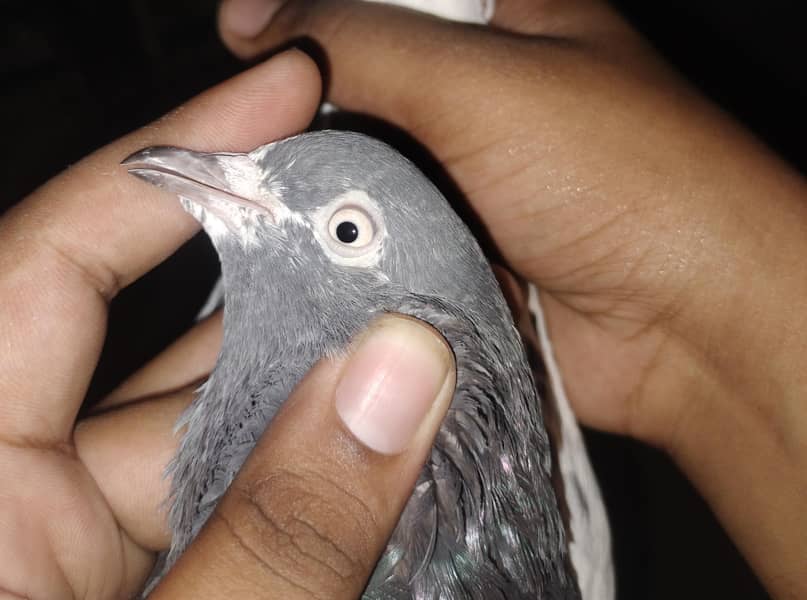 pigeon 1