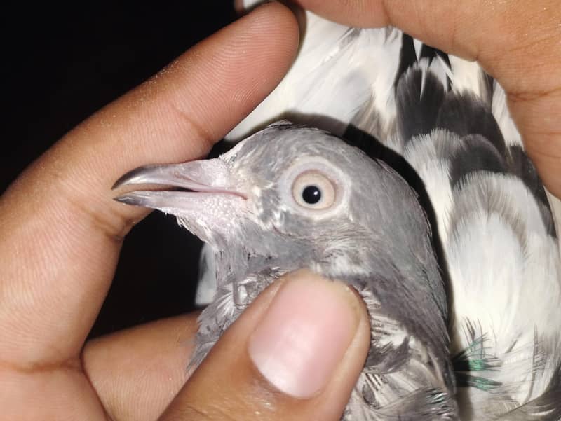 pigeon 2