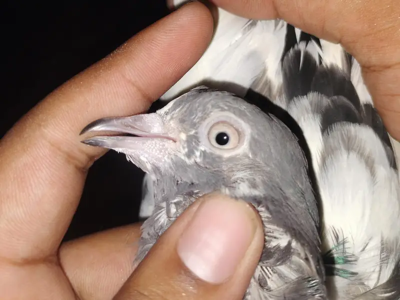 pigeon — photo 3