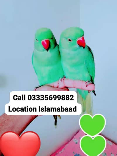 Single 6000 Hand Tamed Friendly Green Ring Neck Male/Female Parrots