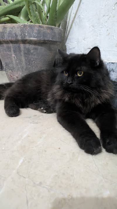 persian male cat triple coated and Persian female double coated