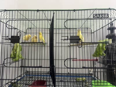 male female canaries red faction r and mozaiq