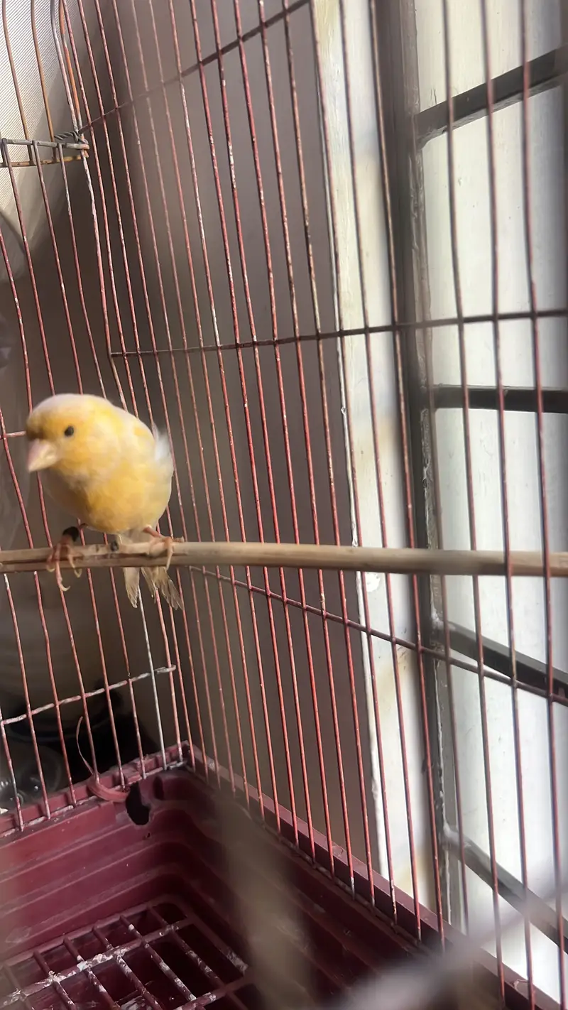 male female canaries red faction r and mozaiq — photo 2