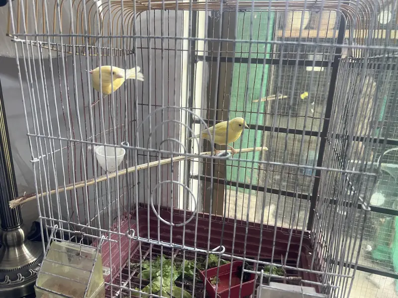 male female canaries red faction r and mozaiq — photo 3