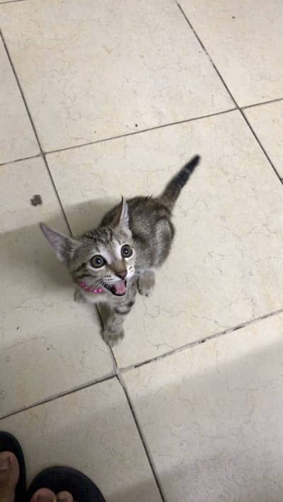 Cute kitten