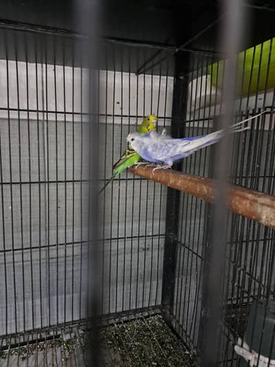 I want to sale high quality parrot