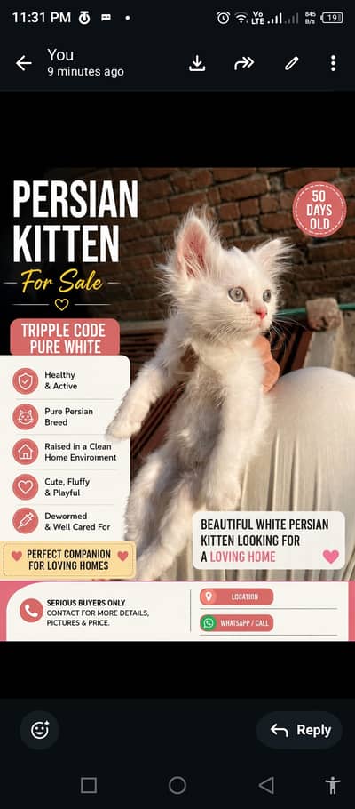 Male and female kitten for sale